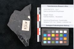 Foto (Objekt + Etikett) von Quercus pachyphylla Ettingshausen (NHMW-GEO-2024-0188-10274)